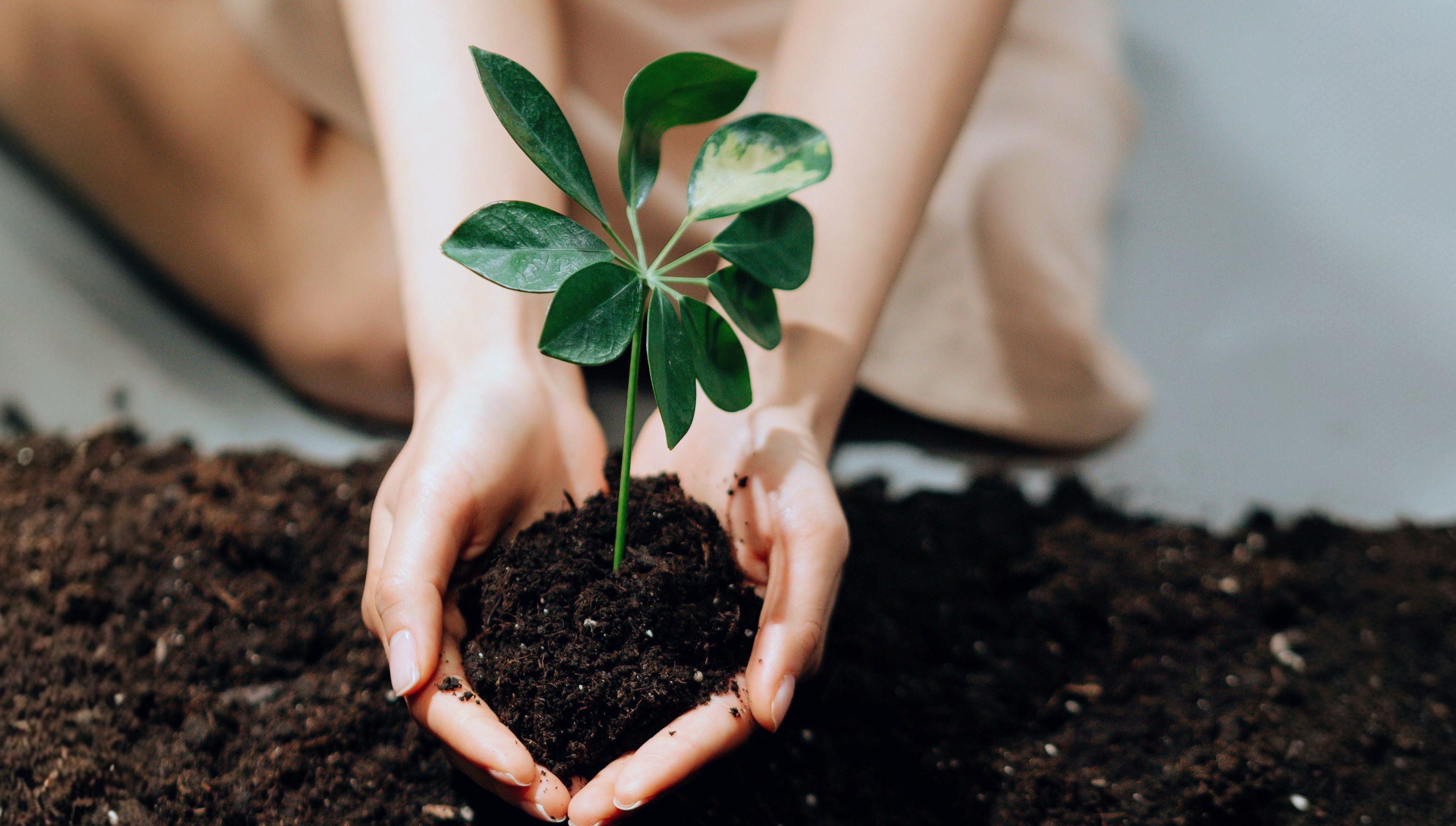 A picture of a plant growing in soil